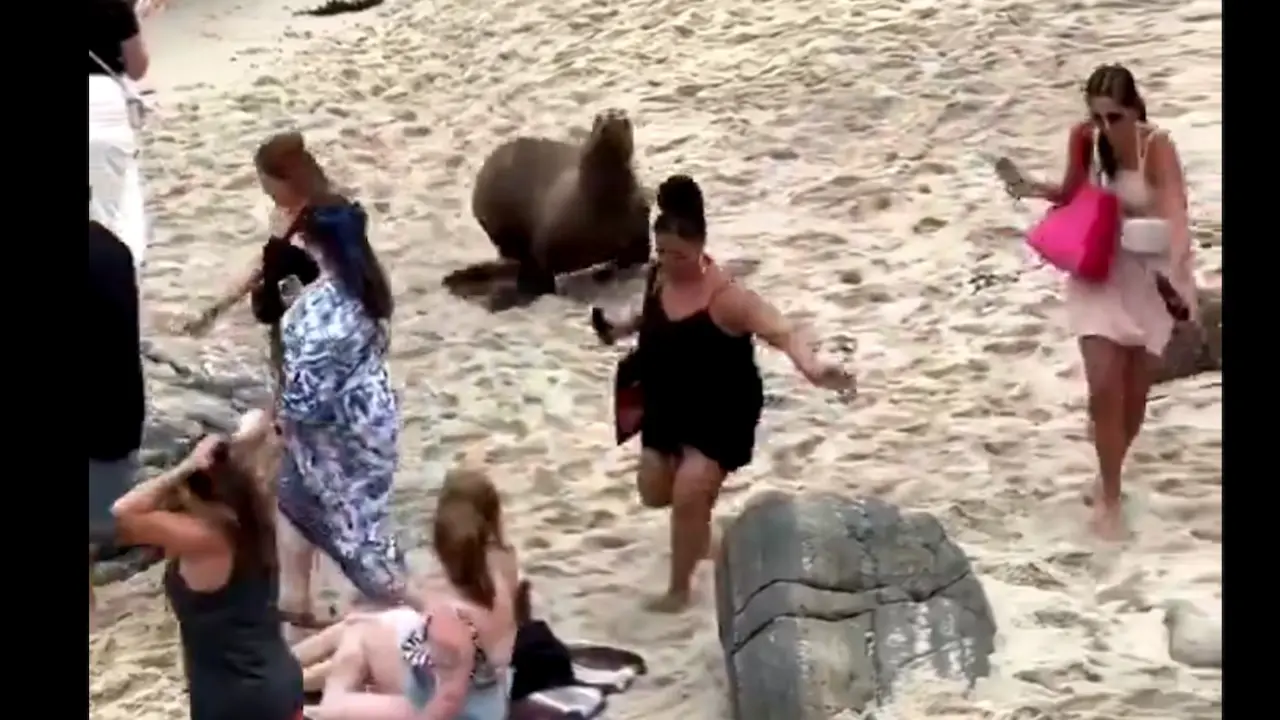 El v&iacute;deo viral que enga&ntilde;&oacute; a miles de ba&ntilde;istas en Comillas.