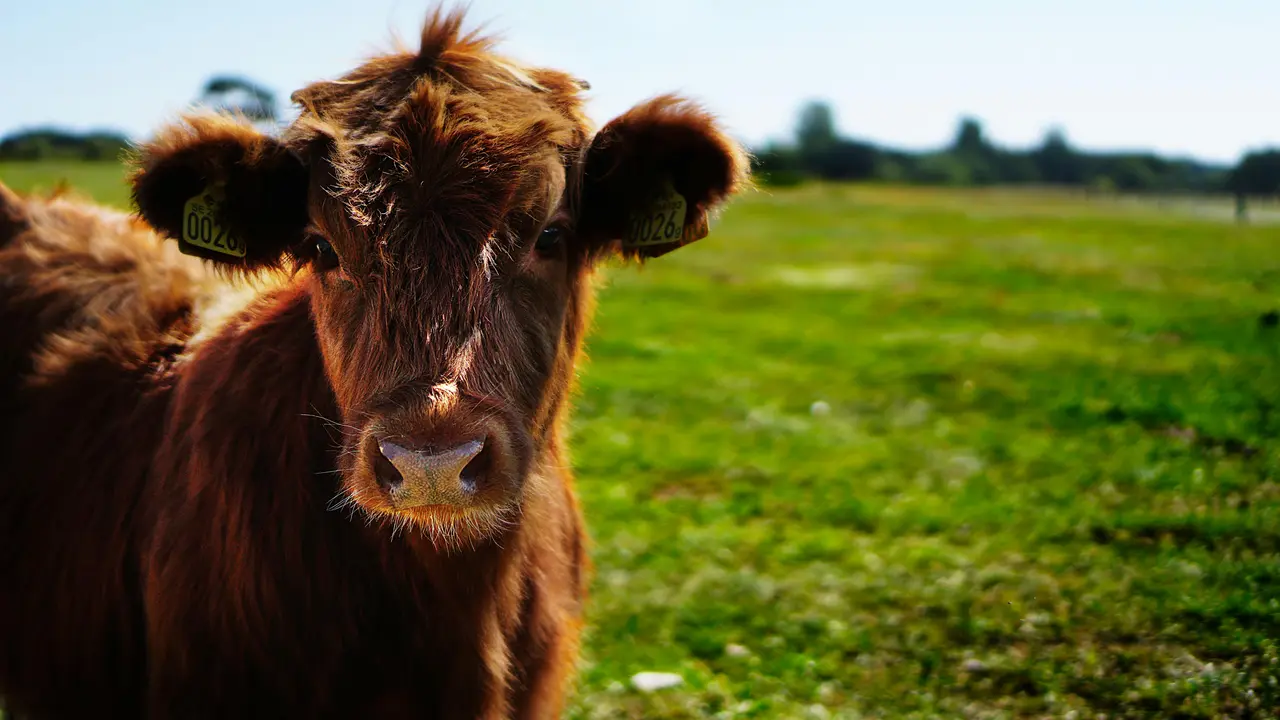 Una vaca de una granja. / A.E