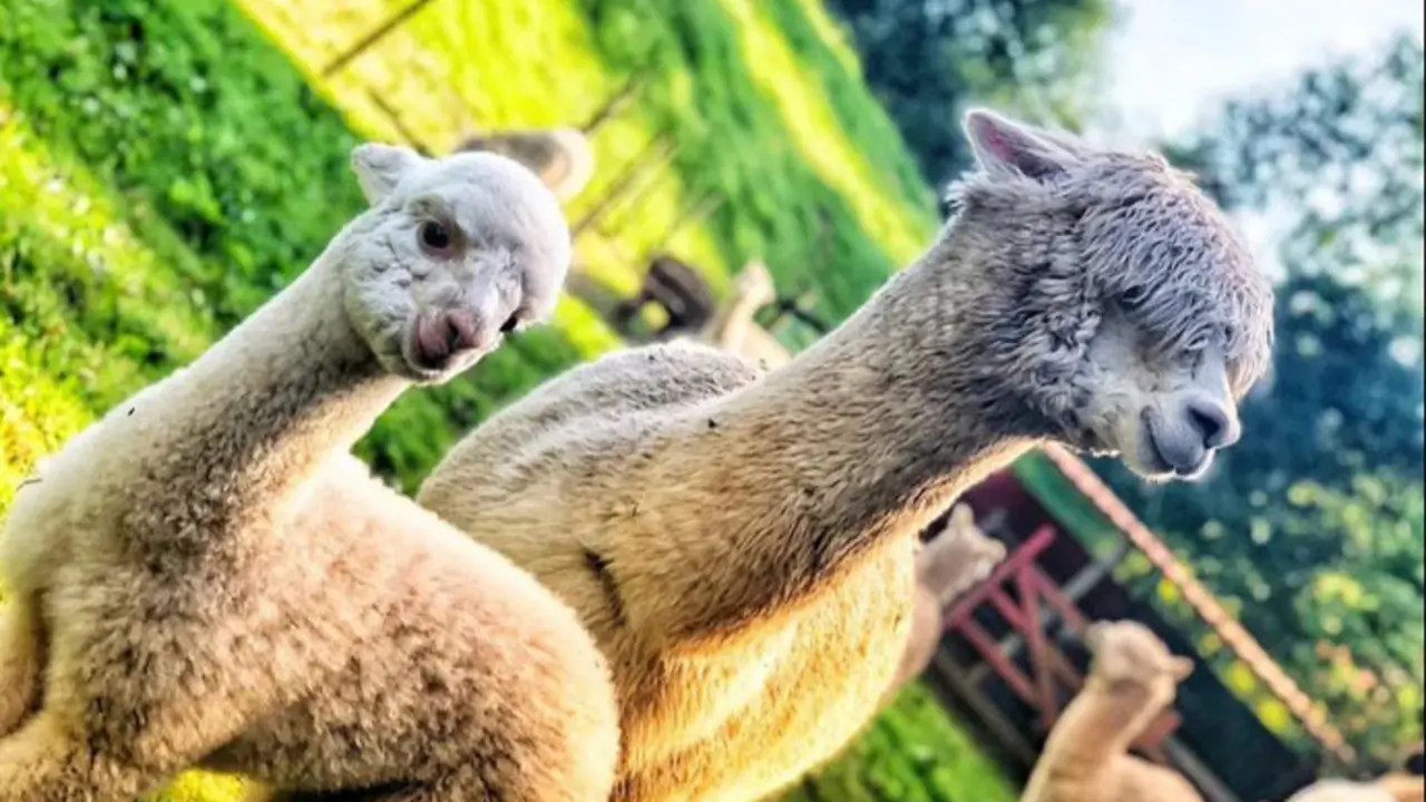 Las alpacas se han vuelto virales gracias a v&iacute;deos de TikTok. / Instagram A.C.