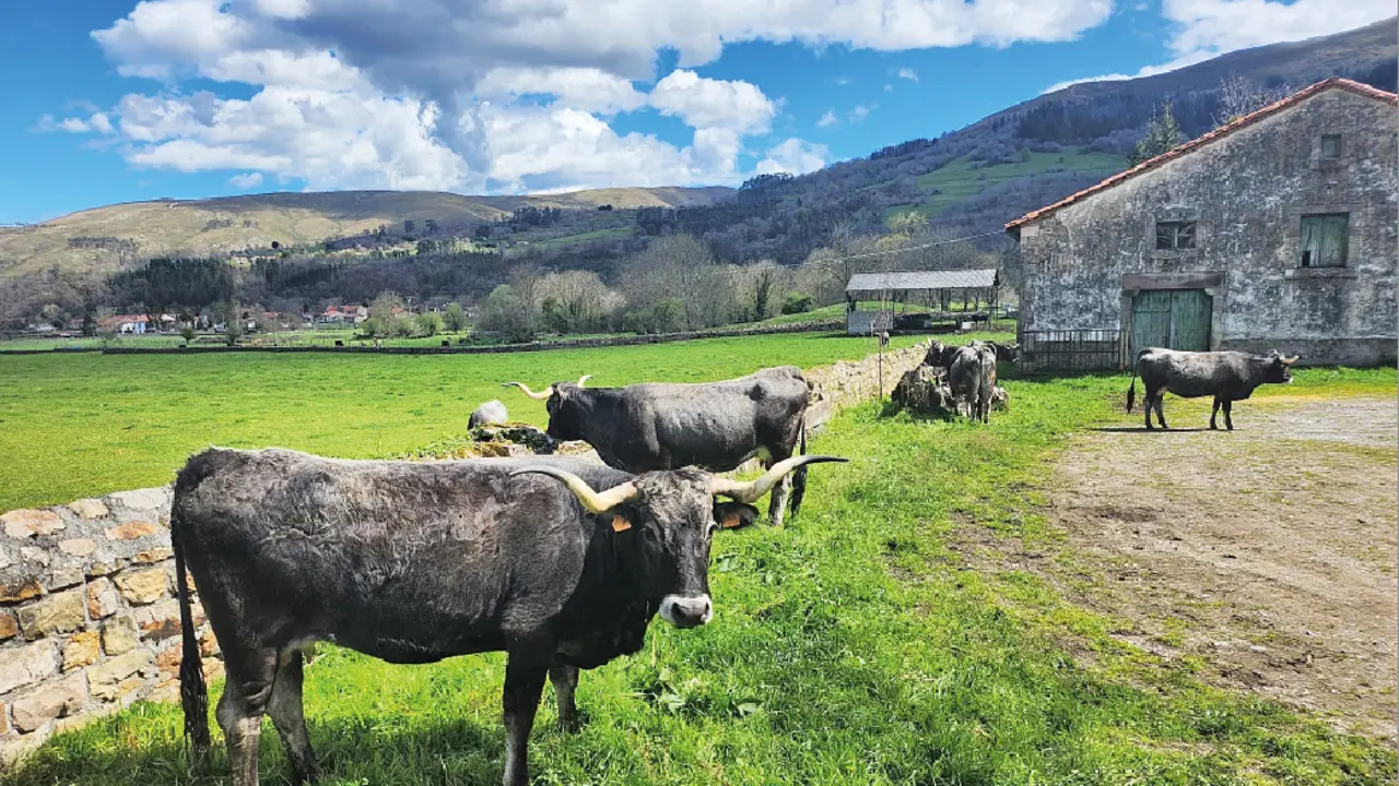 Varios ejemplares de vaca tudanca en una explotaci&oacute;n ganadera de Cantabria. / ALERTA