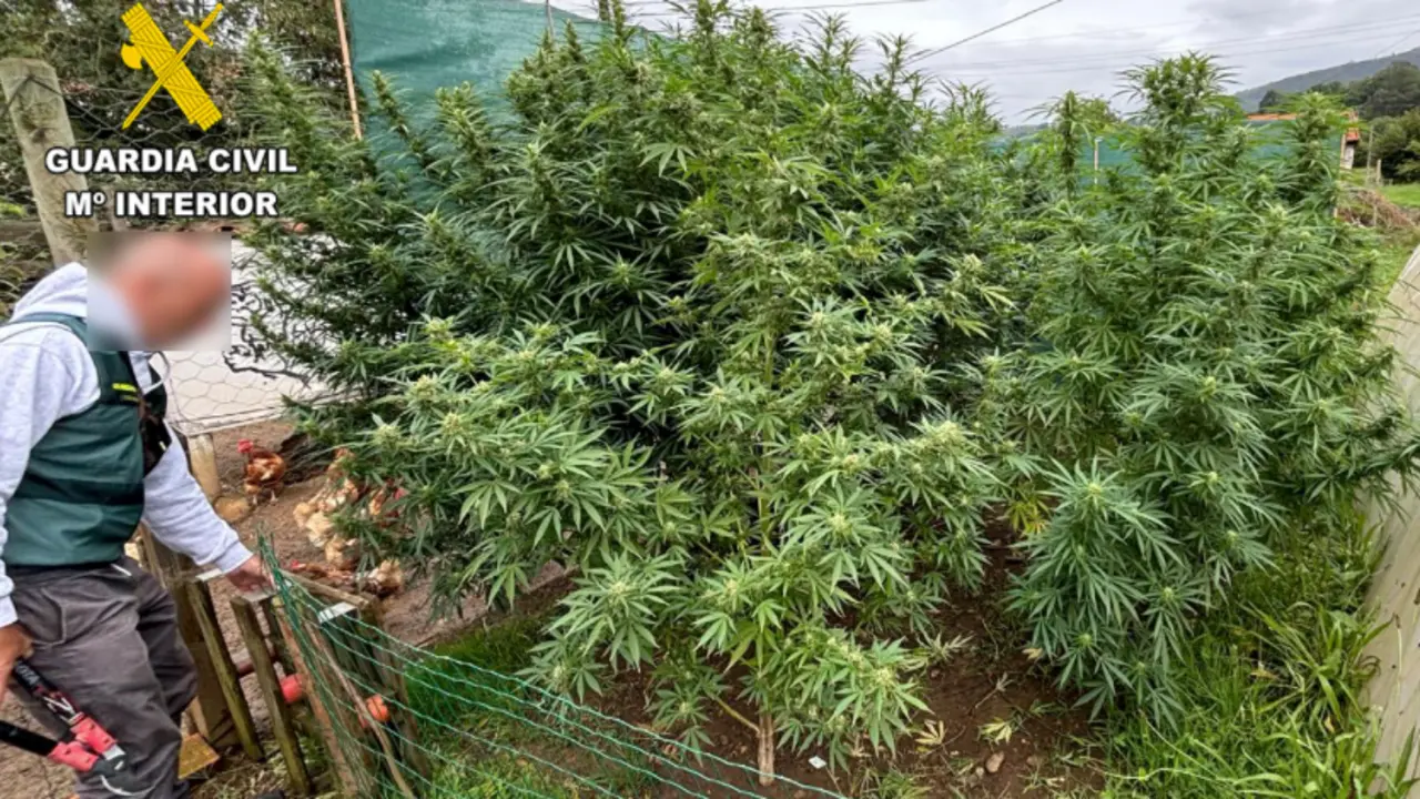 Un Guardia Civil frente a la plantaci&oacute;n de marihuana que ten&iacute;a esta pareja de Toranzo. / OPC