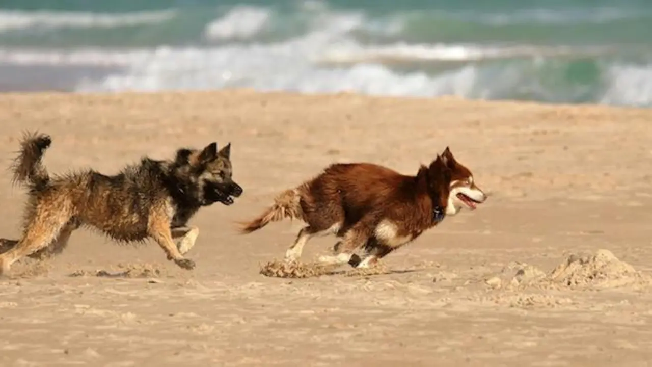 Dos perros disfrutando de la playa para perros. / A.E