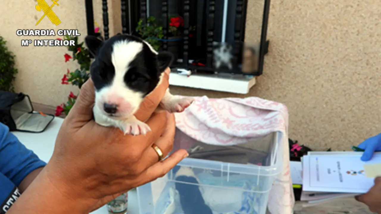 La Guardia Civil investiga a un var&oacute;n que presuntamente abandon&oacute; a cuatro cachorros en un contenedor de basura.