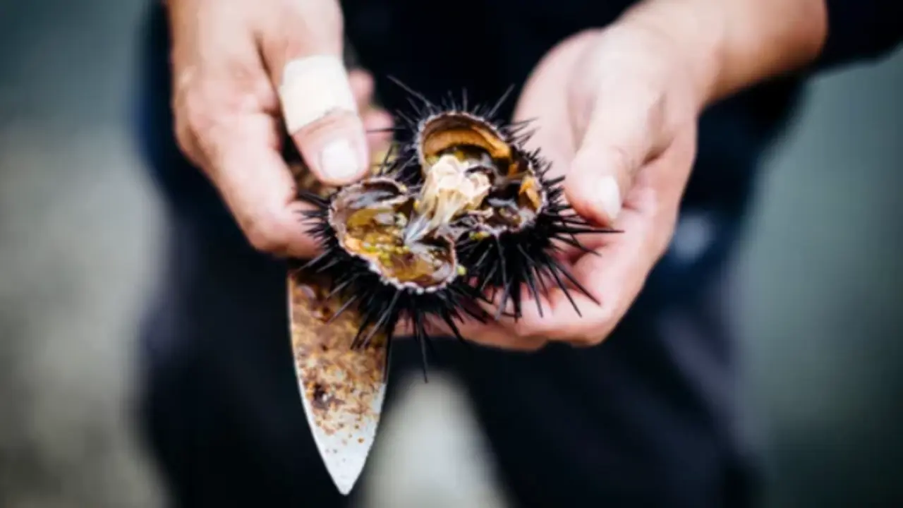Un pescador abre un erizo de mar. / A.E.