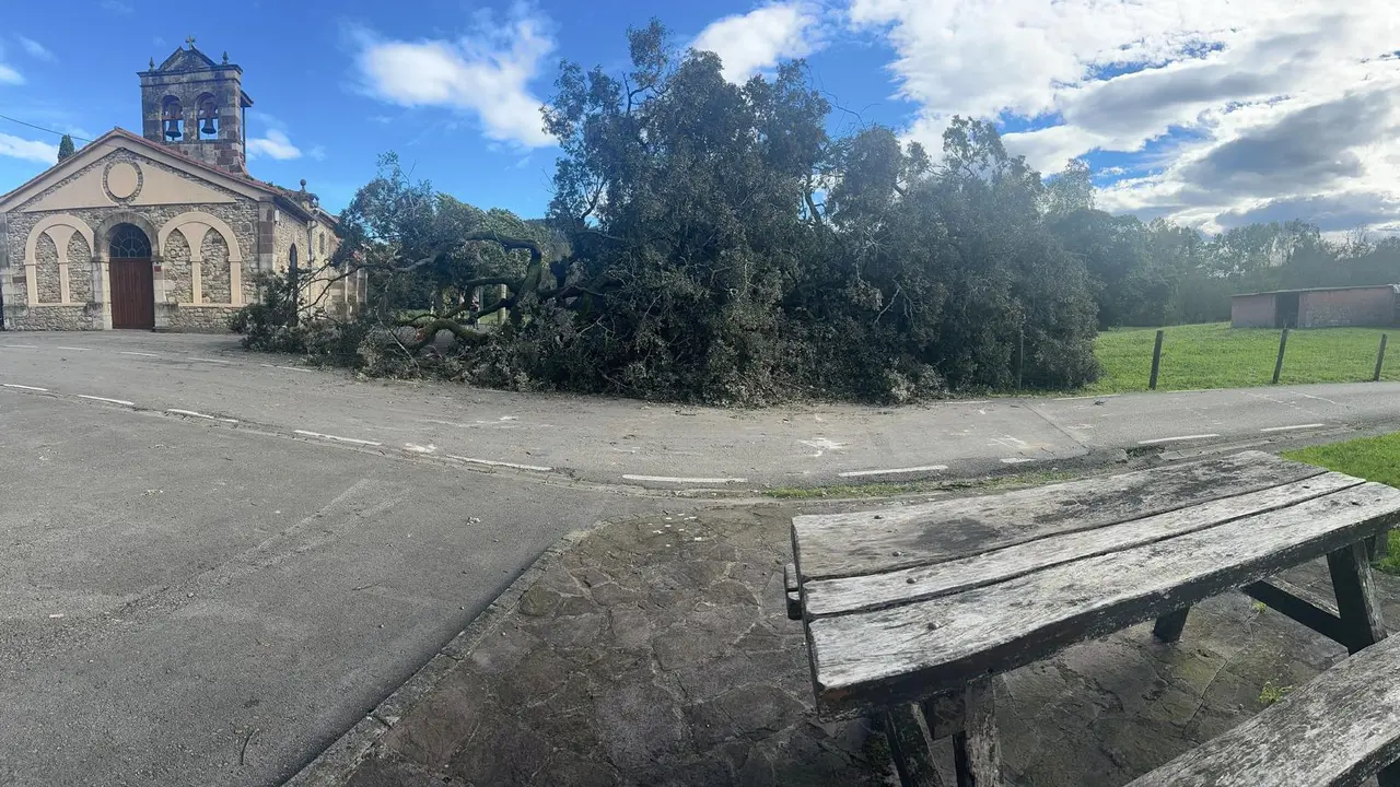 Encina ca&iacute;da en Zurita. / Alerta