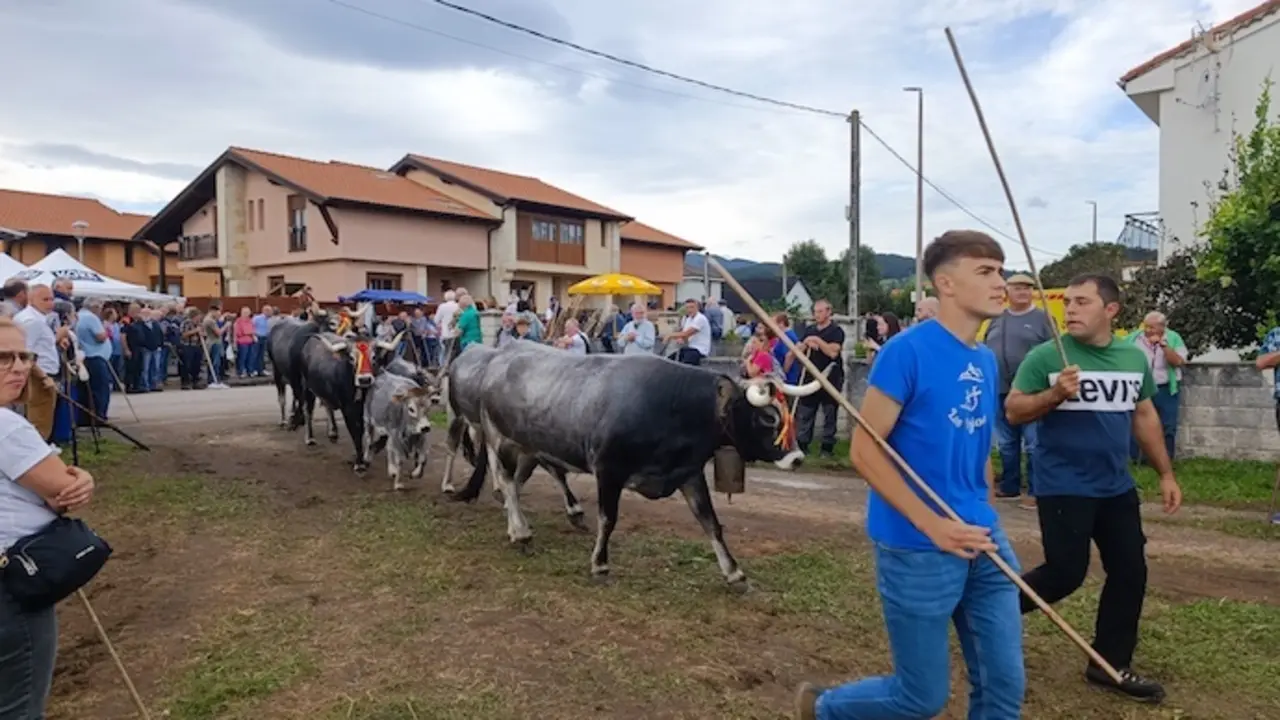 Olimpiada del Tudanco 2024. /A. del Saja
