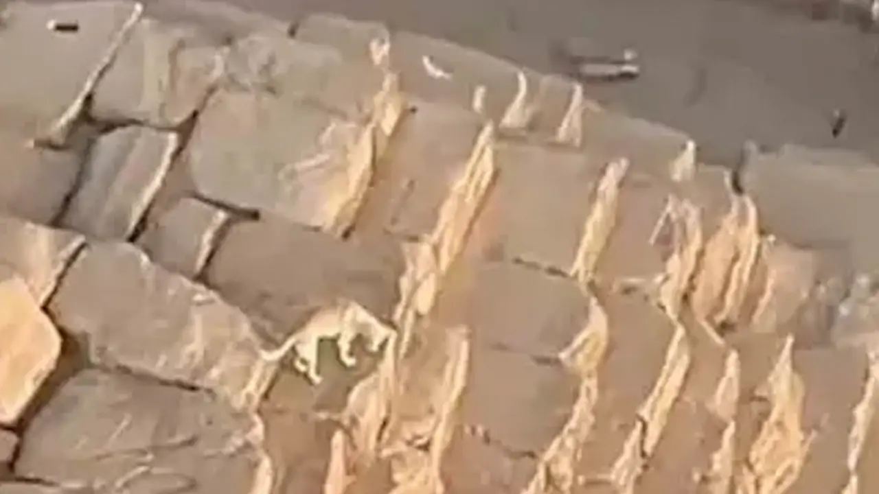 El perro en la piramide de Egipto. / Red X