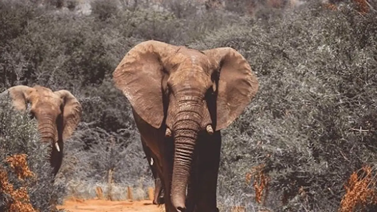 Uno de los elefantes del  parque de Sudafrica. / IG