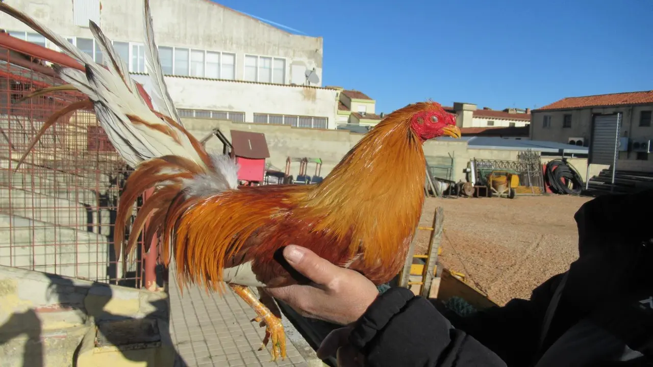 Uno de los 8 gallos robados a una familia de Valladolid. / Guardia Civil