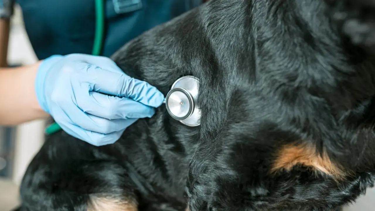 OVB denuncia el desconocimiento sobre c&oacute;mo elegir seguros de salud para mascotas