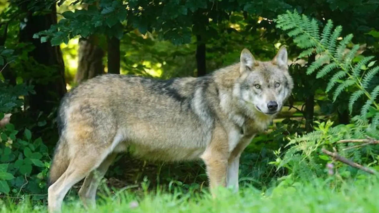 En lugares como Cantabria, quedan chorcos, como se denominan las trampas para lobos. / A.E