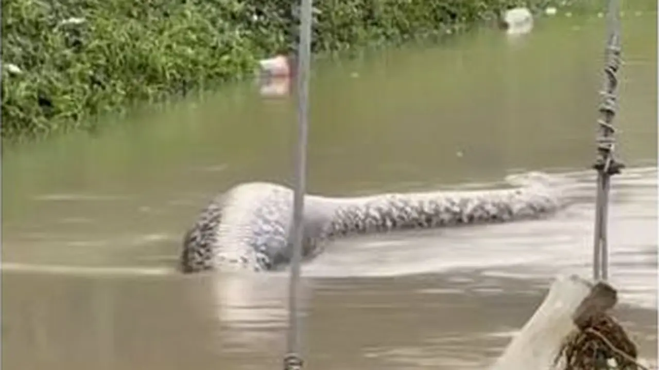 Una serpiente pit&oacute;n de seis metros flotando en una carretera inundada. / Red X