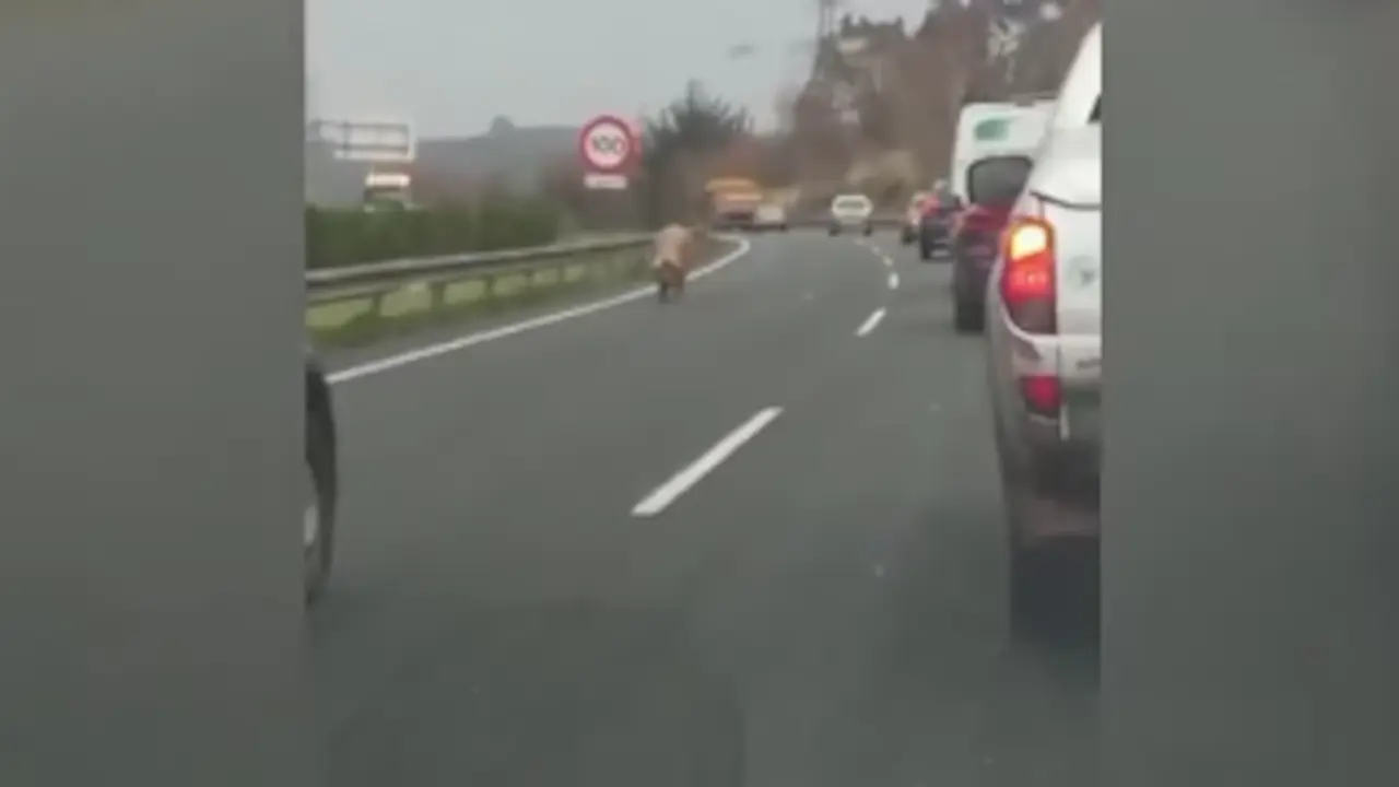 La cerda caminando por la A-8. &frasl; IG