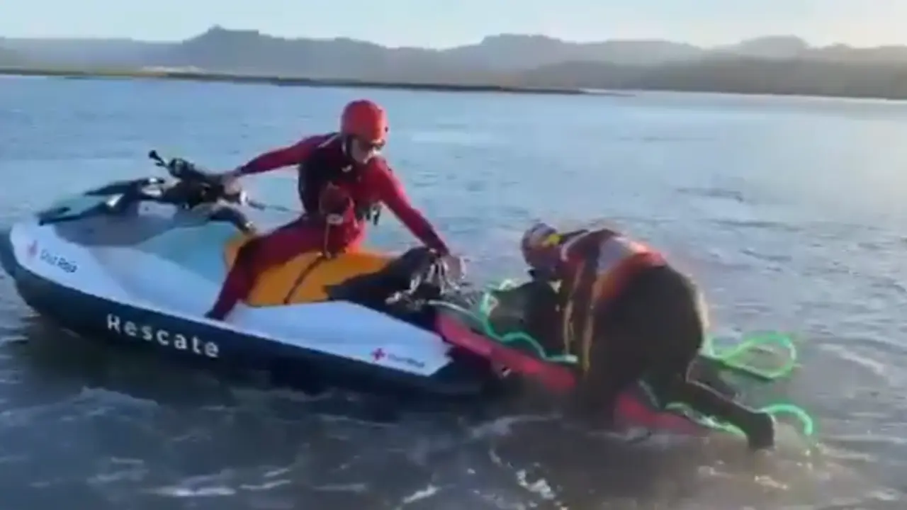 Los servicios de rescate junto al delf&iacute;n. / G.C
