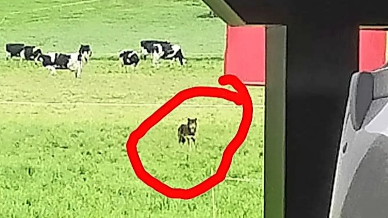 Ejemplar de lobo visto en Mazcuerras. / Saja