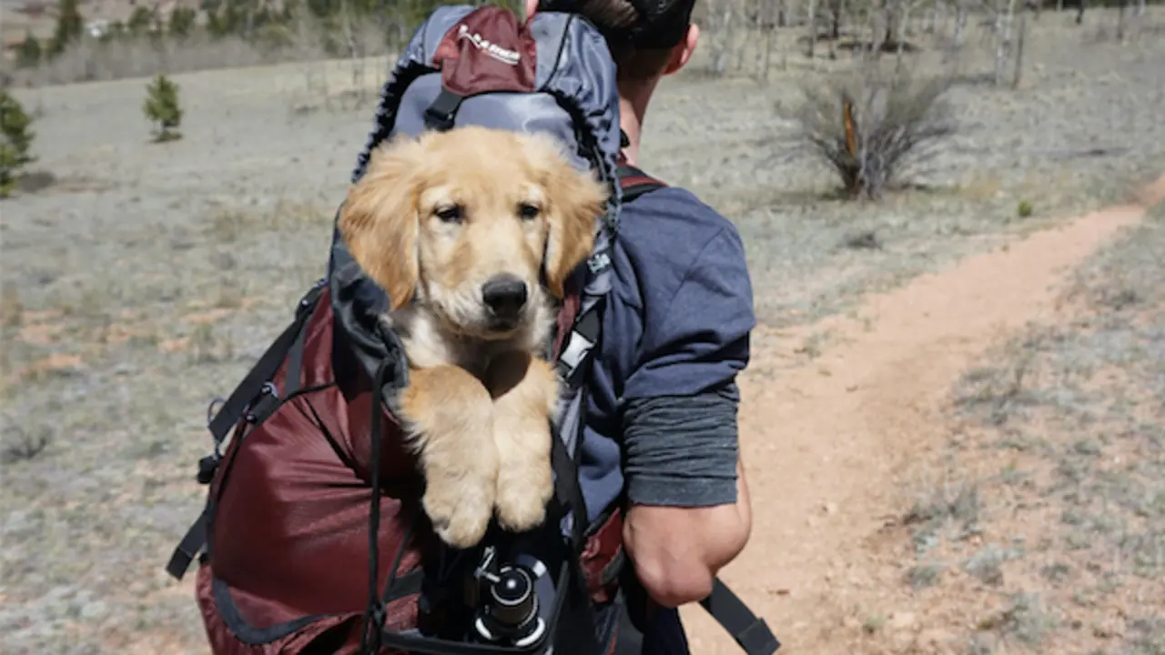 Una persona da un paseo con su mascota. / A.E