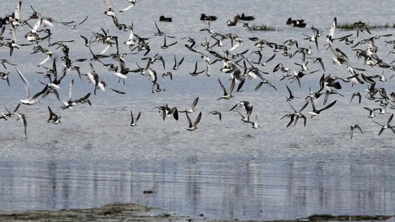 Un bandada de aves en una marisma c&aacute;ntabra. / x