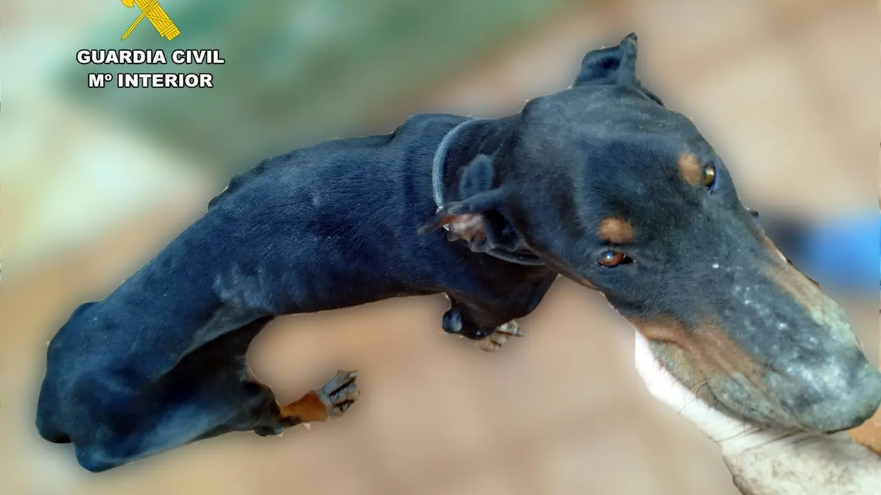 La Guardia Civil salva a un perro en estado extrema desnutrici&oacute;n en Torrelavega. / G.C.