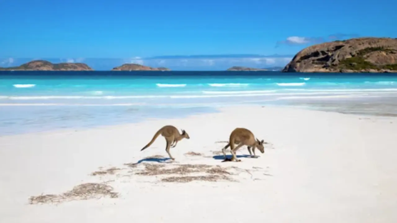 Familia de canguros en la playa de Lucky Bay, Esperance, Australia Occidental