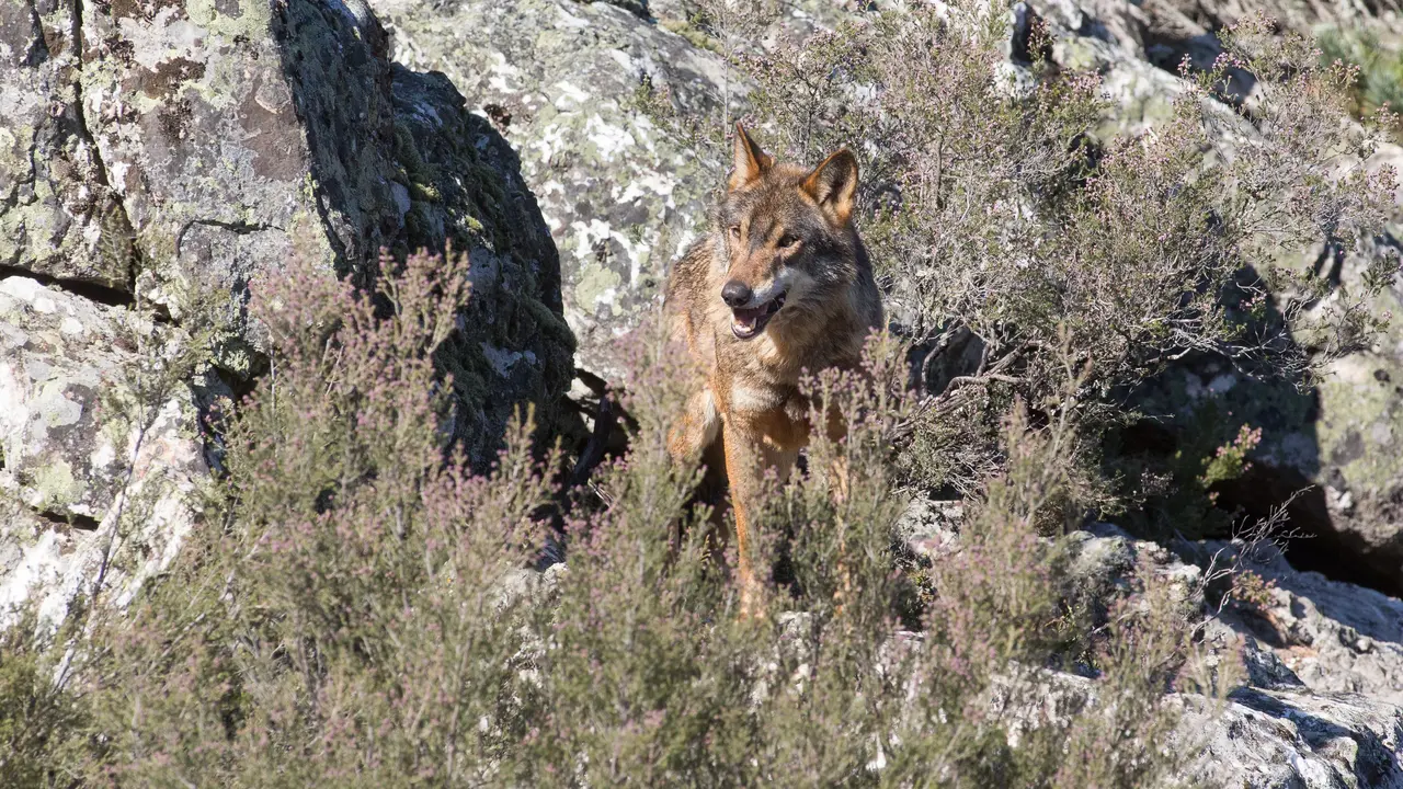 Un lobo ib&eacute;rico suelto en el campo.  / Alerta