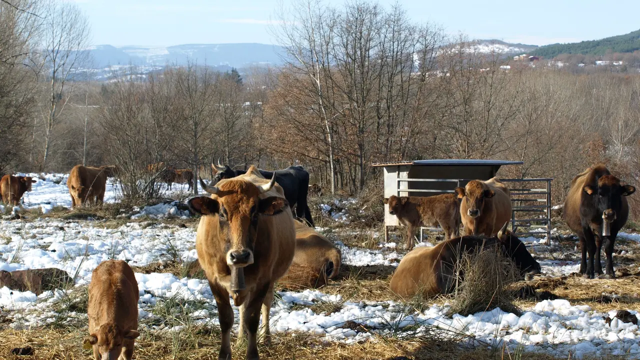 Varias vaca en el campo c&aacute;ntabro. / Alerta