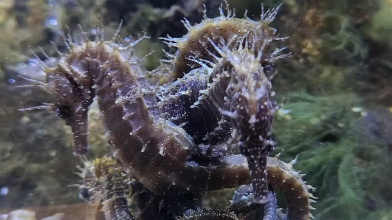 Dos caballitos de mar del museo. / IG