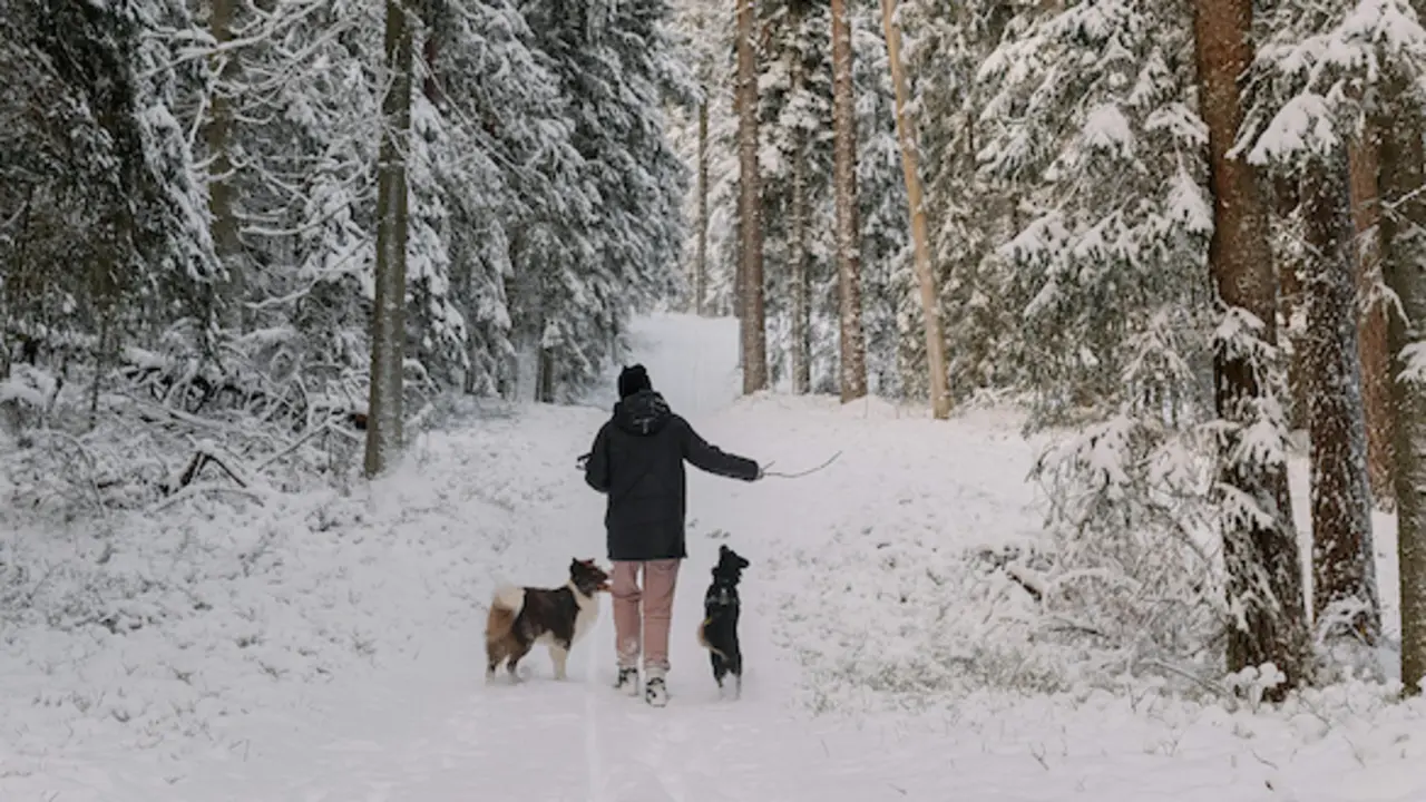 Una persona hace una ruta con sus perros por la nieve. / A.E