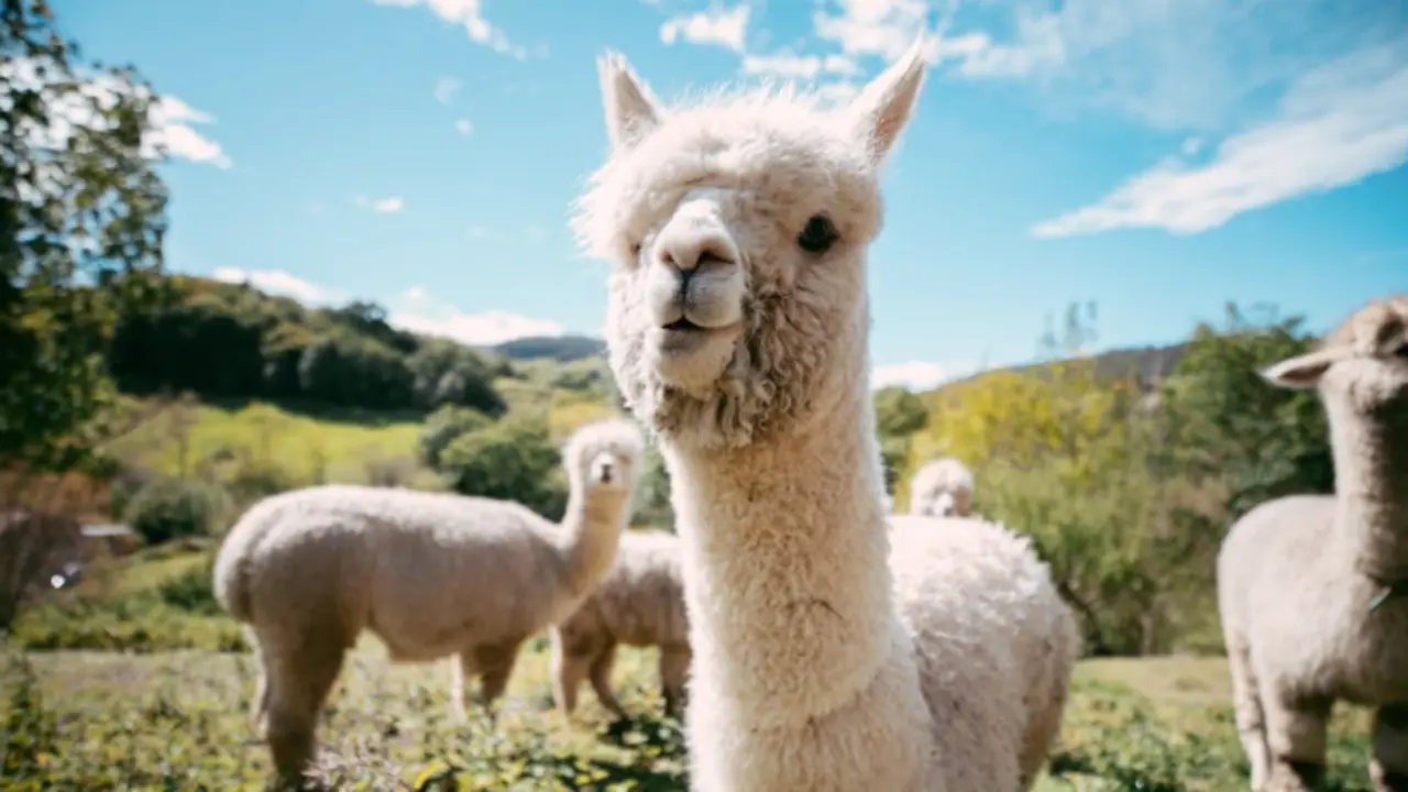 Las alpacas que se pueden visitar en Ibio. / IG