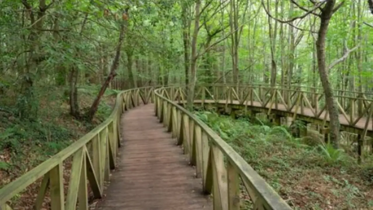 Una arte del bosque de Secuoyas de Cantabria. / A.S.