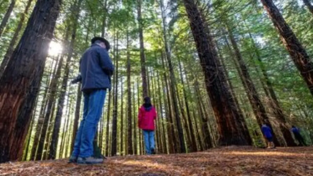 Varias personas en el bosque de las Secuoyas en un d&iacute;a soleado. / A.S.