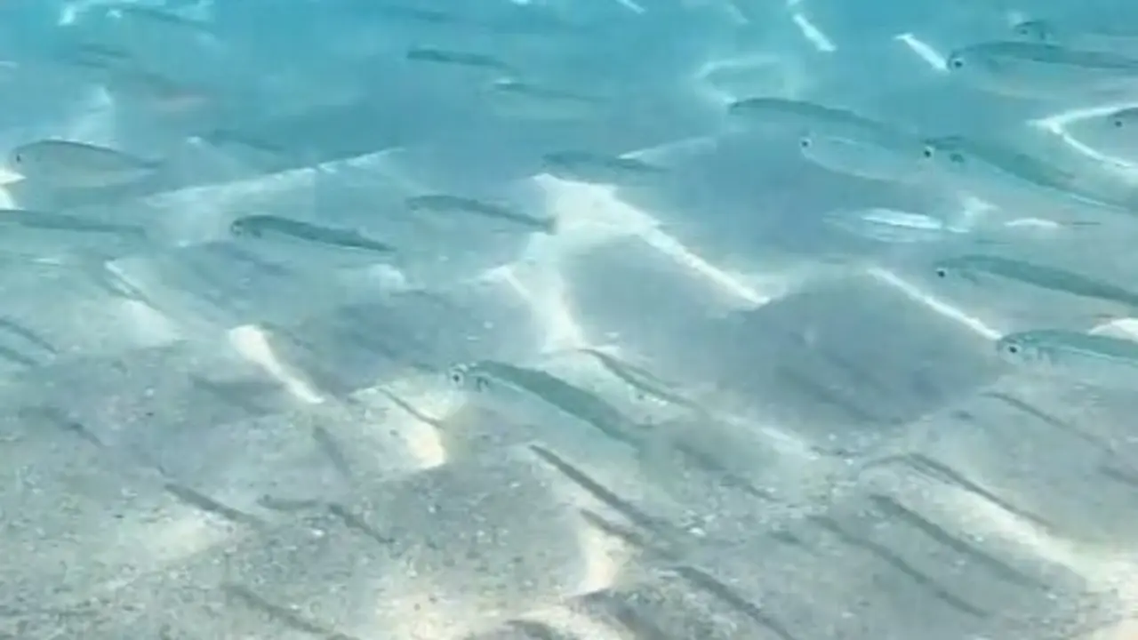 El agua cristalina de la playa. / A.E