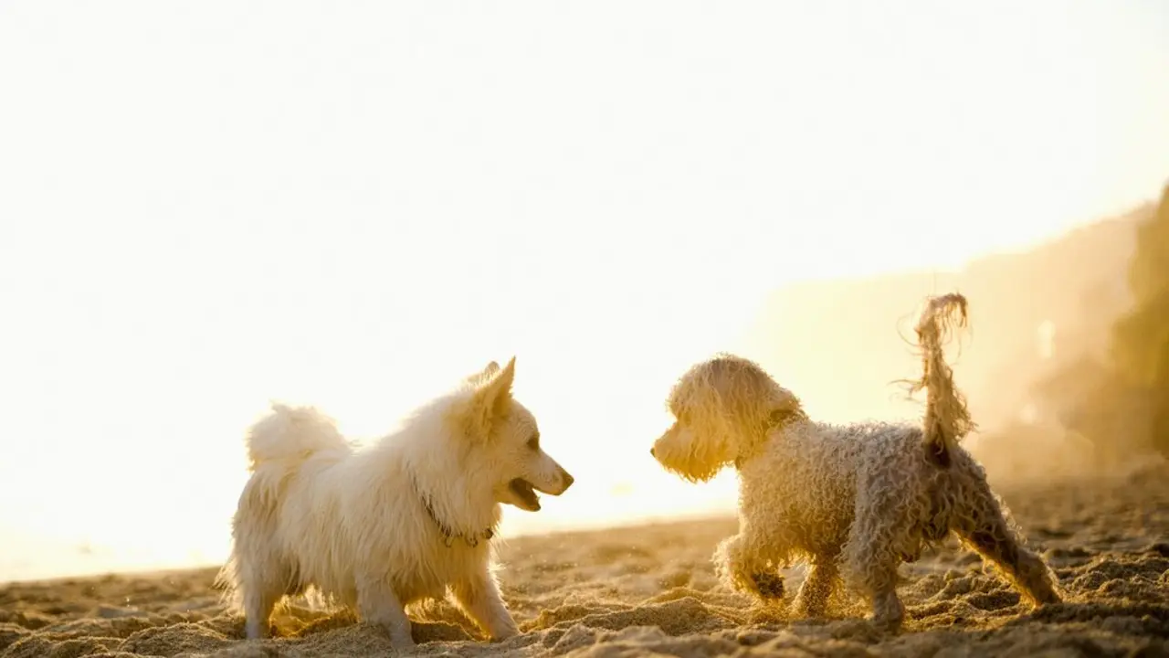 Dos perros jugando en la playa. / A.E