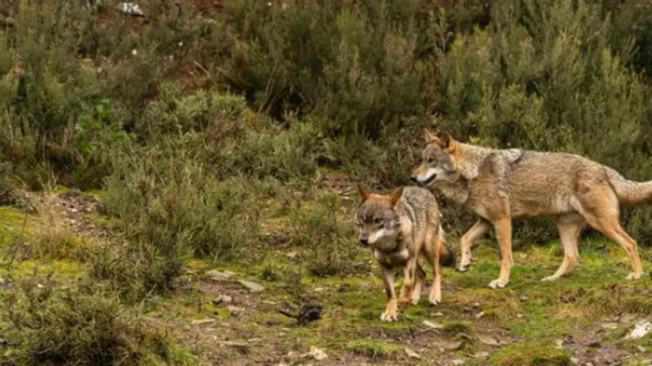 Lobo ib&eacute;rico. / A.S.