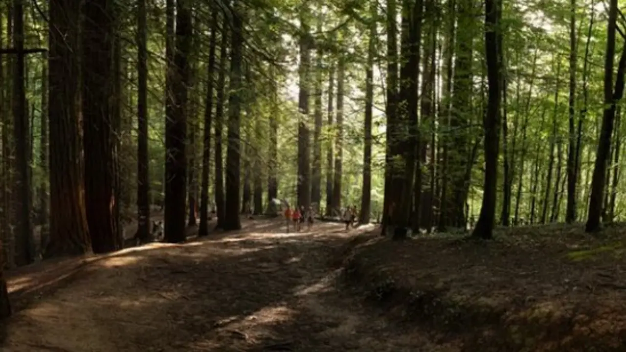 Varias personas paseando por el Bosque de las Secuoyas en Cabez&oacute;n de la Sal. / A.S.