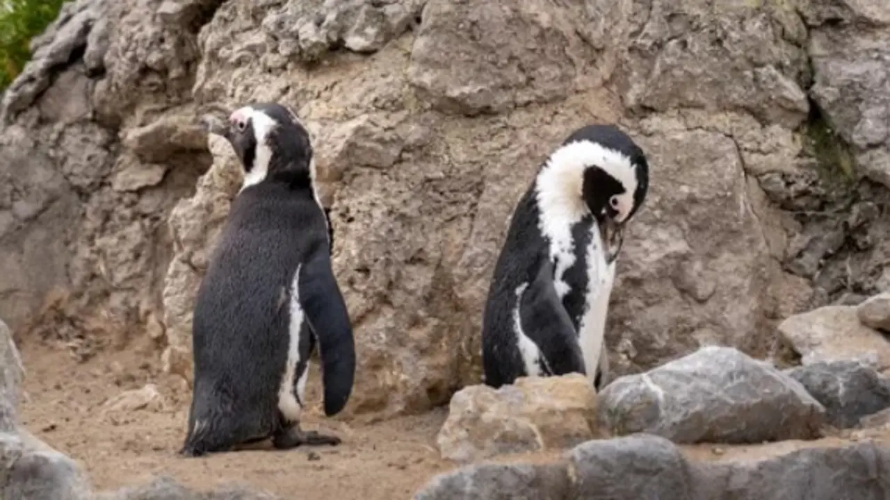 Algunos de los animales que hay en el Palacio. / A.S.P