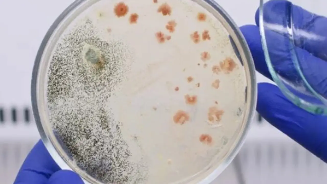 Un m&eacute;dico analizando unas bacterias. / A.S.