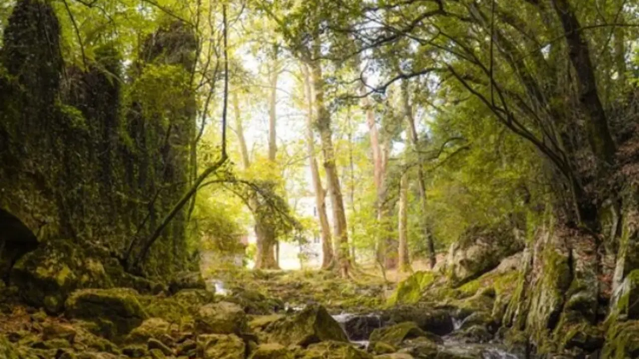 Los bosques de Cantabria son uno de los grandes atractivos. / A.S.