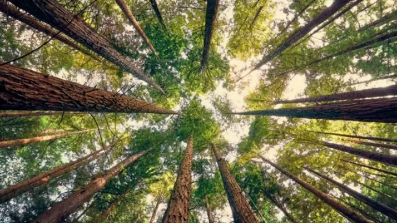 Bosque de la Secuoyas en Cabez&oacute;n. / A.S.