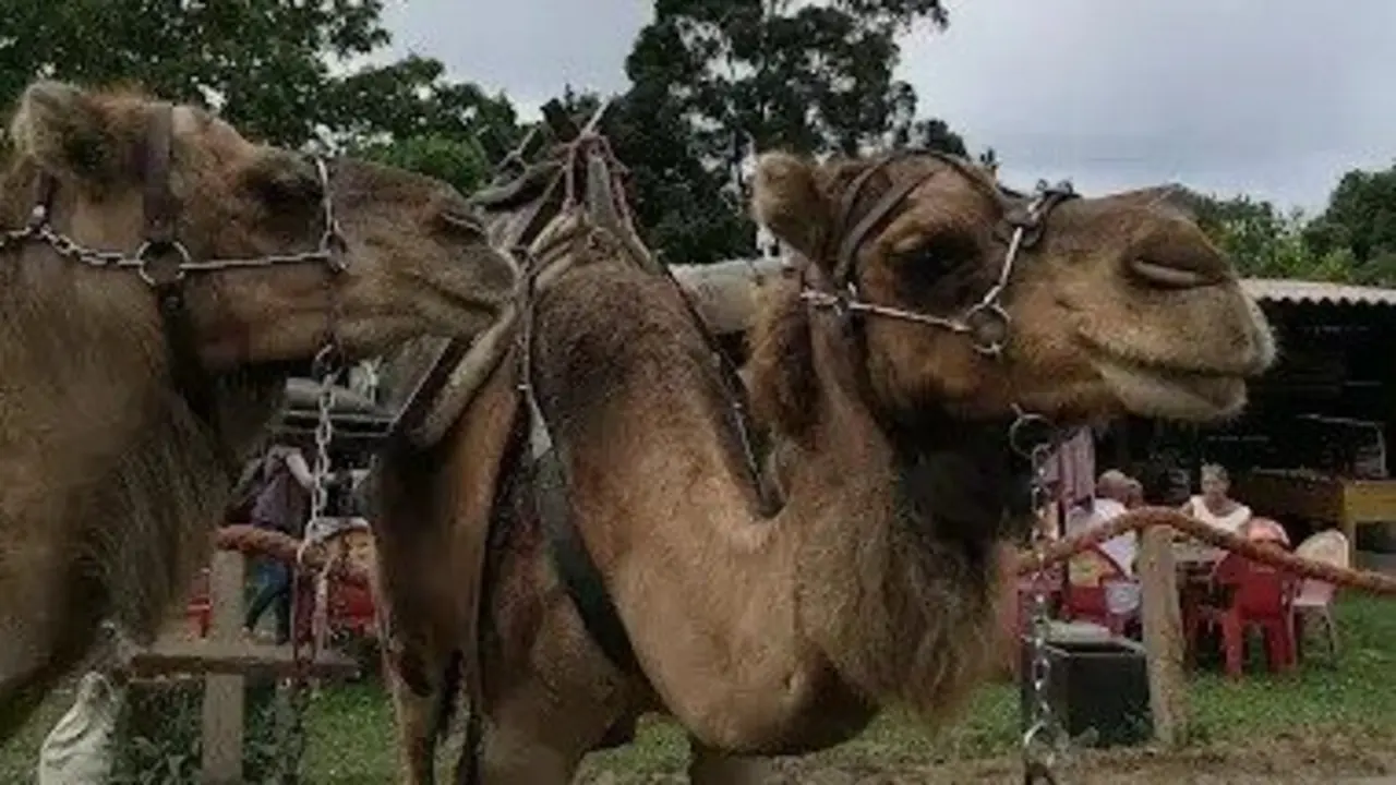Algunos de los animales que se pueden ver en el Safari. / A.E
