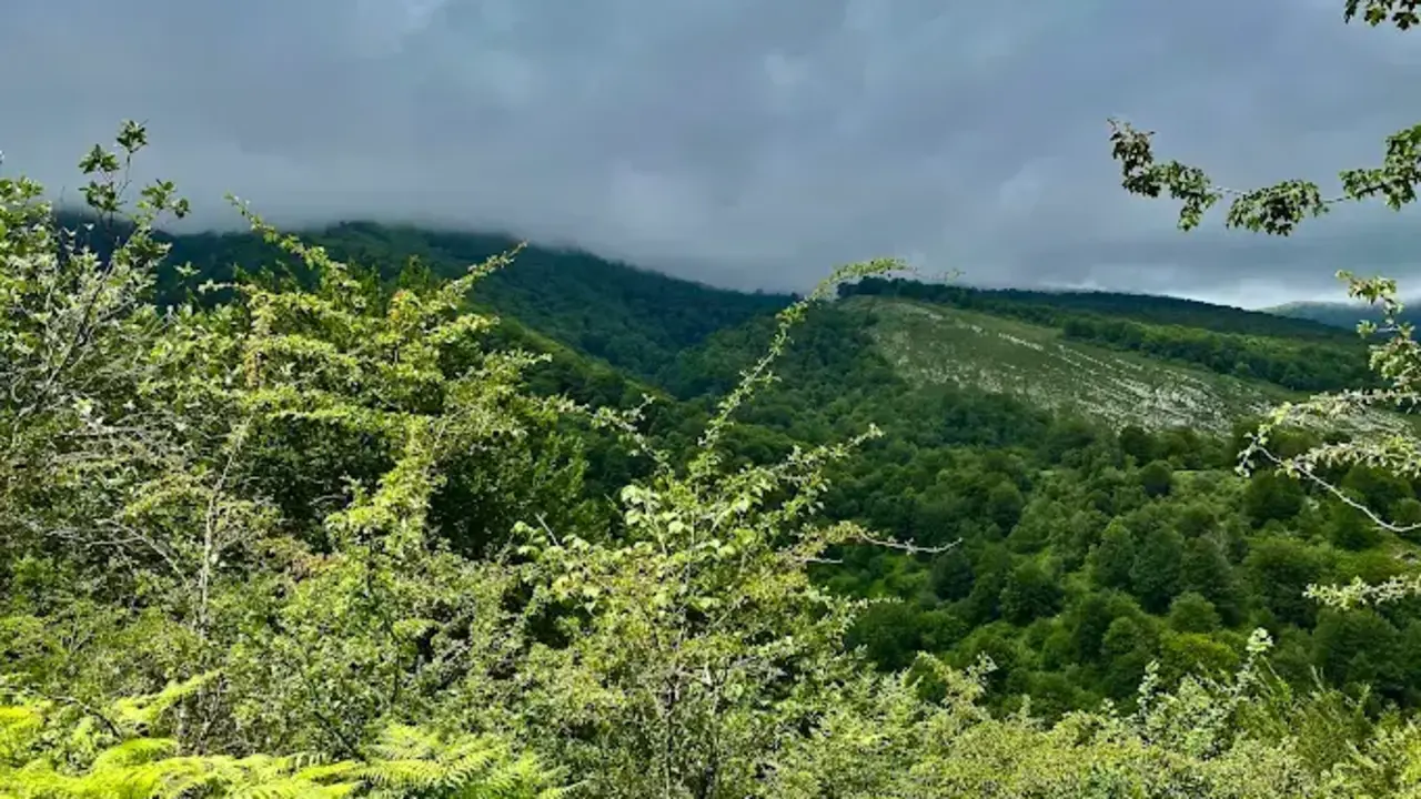 El bosque de Sejos. / A.E