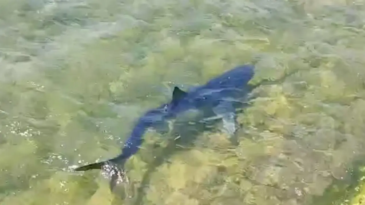 Una tintorera (tibur&oacute;n azul) en Santo&ntilde;a. / Revarca