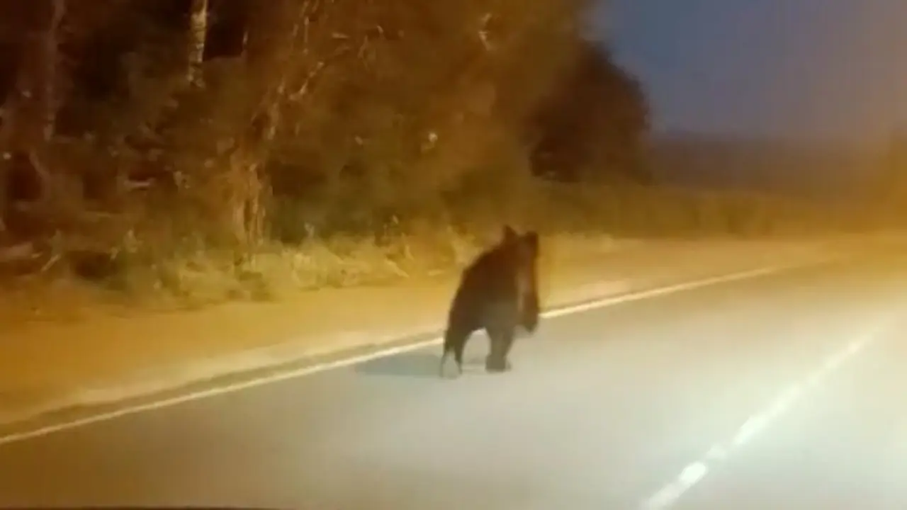 Un oso corriendo por las calles de Reinosa. / A.E.