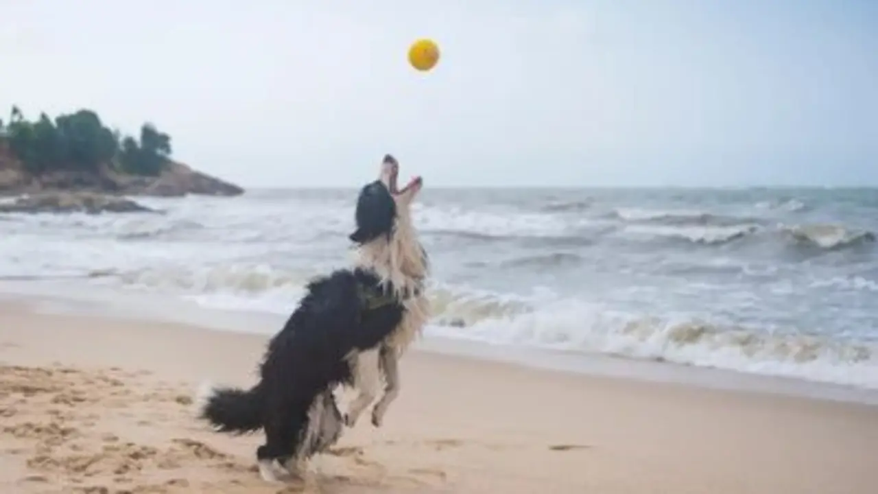 Un perro jugando en la playa. / A.S.