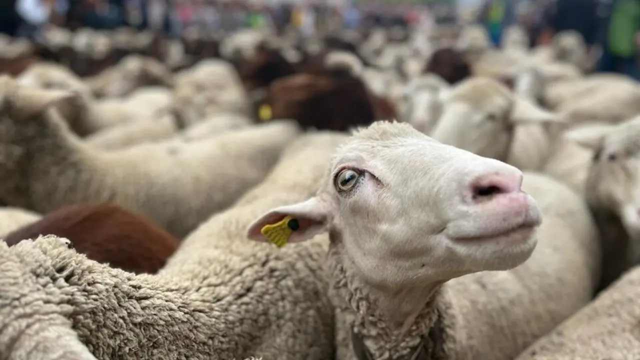 El virus, favorecido por el mosquito Culicoides y las altas temperaturas, amenaza especialmente a ovejas y cabras. / EP