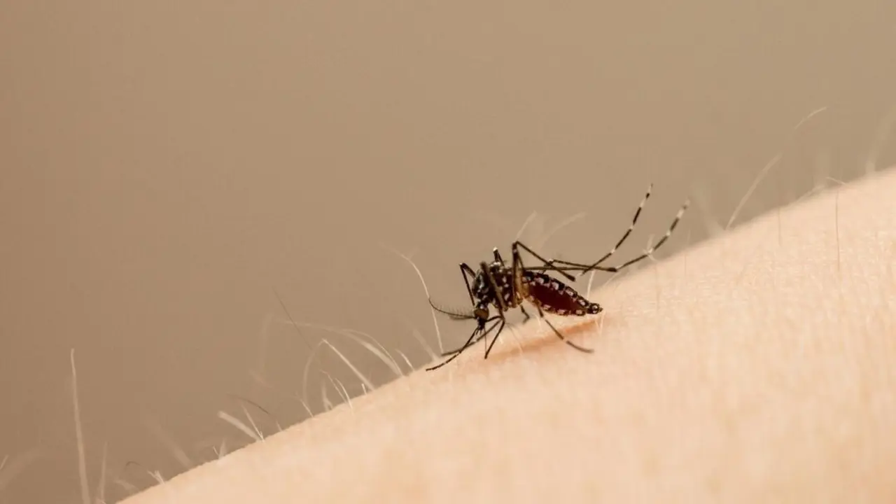 La fiebre chikungunya se propaga r&aacute;pidamente por Guangdong, encendiendo las alarmas del sistema de salud chino. / EP