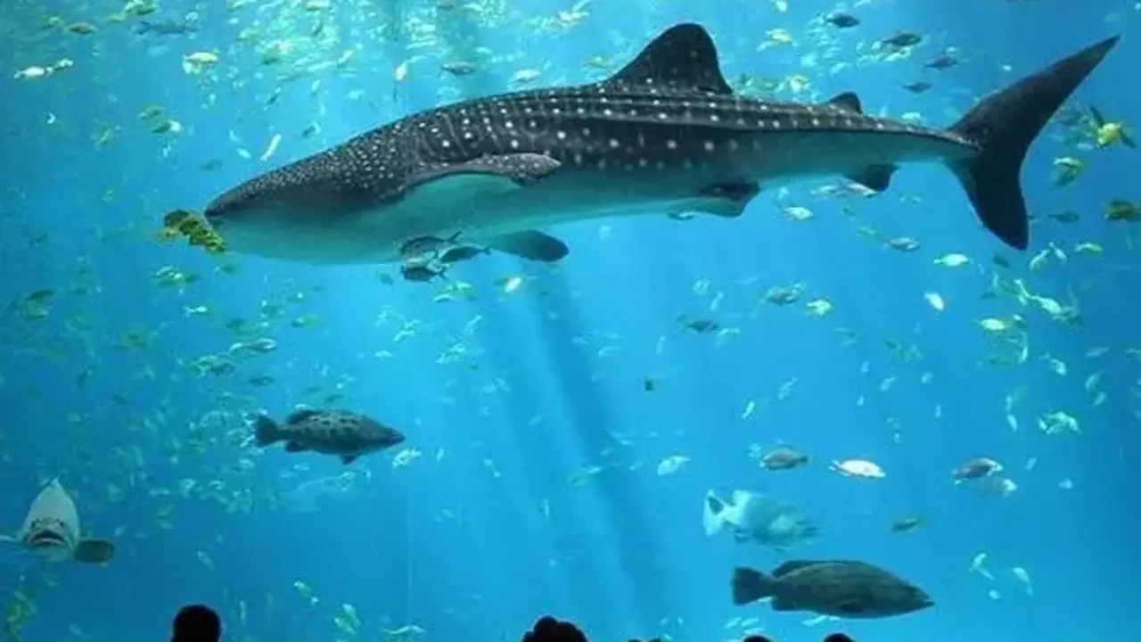 El acuario que se puede visitar. / A.E