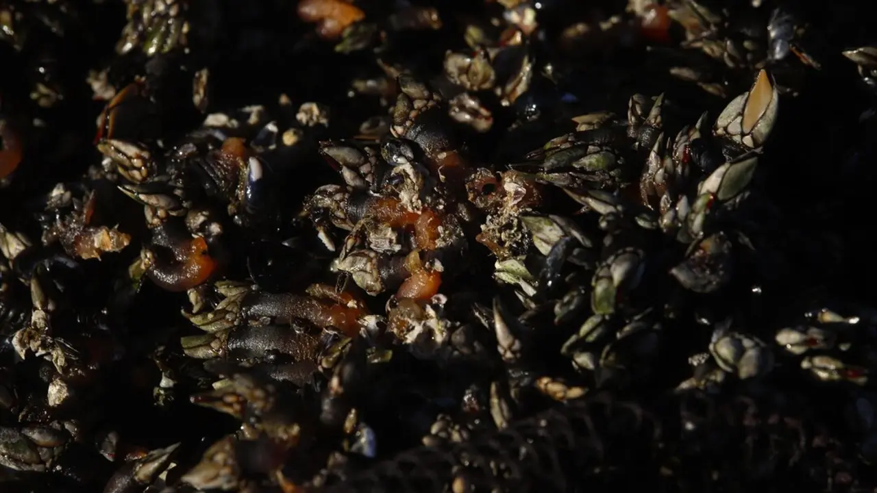 Varios kilos de percebes. / Adri&aacute;n Irago
