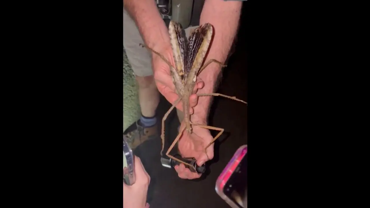 Insecto palo gigante encontrado en Australia. / X