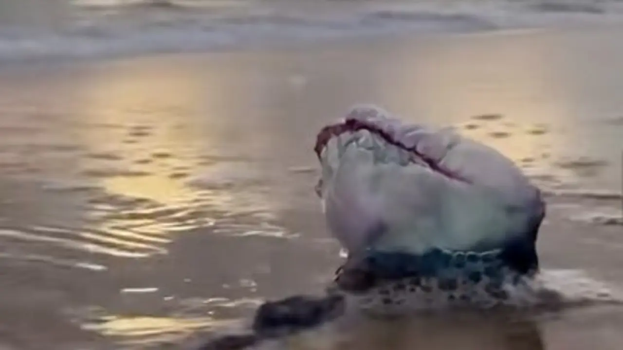 Una carabela portuguesa en la playa de El Sardinero. / RRSS