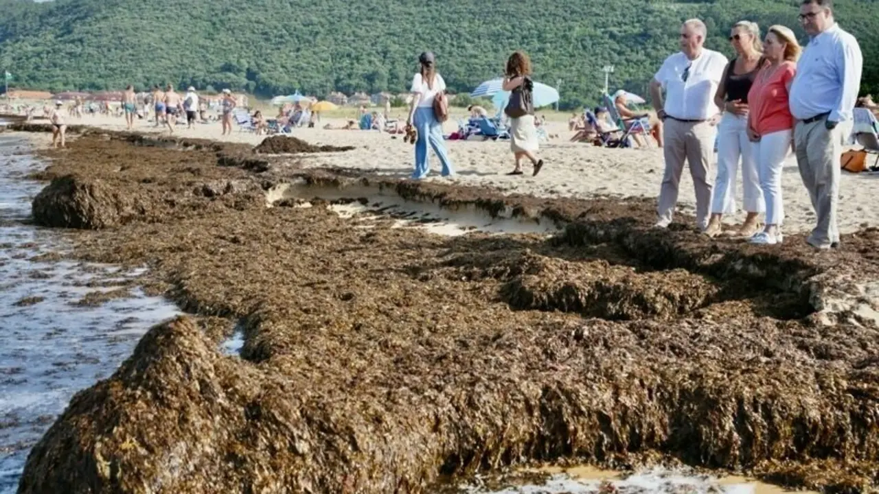 Retiradas m&aacute;s de 200 toneladas de algas invasoras en las playas de Noja. / A.E